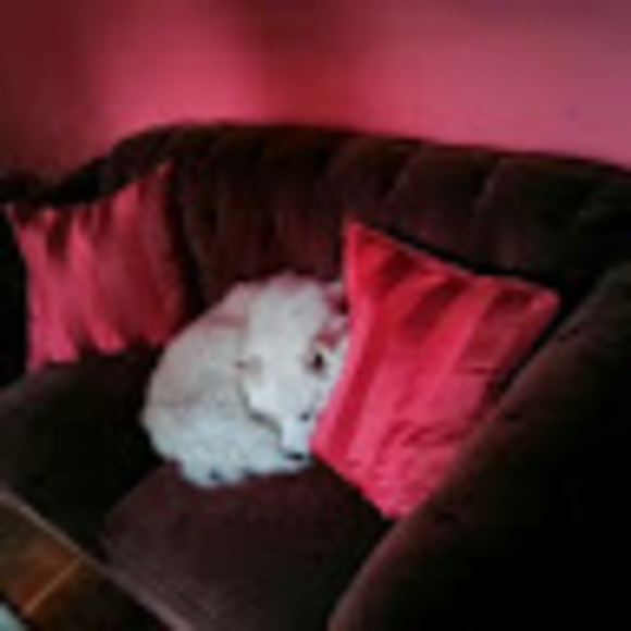 Meet your Posher, Dapsolita - Picture 1 of 1